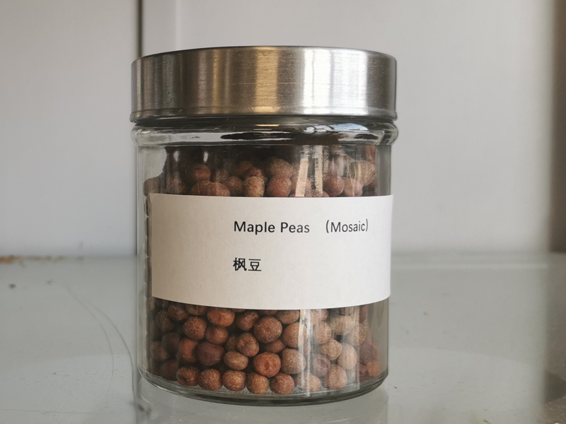 Maple Beans